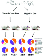 Graphical abstract: Fucoxanthin modulates cecal and fecal microbiota differently based on diet