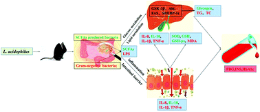 Graphical abstract: Lactobacillus acidophilus alleviates type 2 diabetes by regulating hepatic glucose, lipid metabolism and gut microbiota in mice