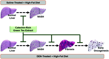 Graphical abstract: Green tea extract inhibits early oncogenic responses in mice with nonalcoholic steatohepatitis