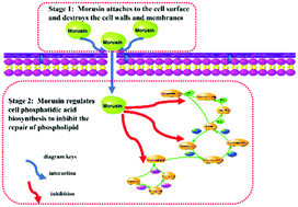 Graphical abstract: Destruction of the cell membrane and inhibition of cell phosphatidic acid biosynthesis in Staphylococcus aureus: an explanation for the antibacterial mechanism of morusin