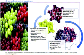 Graphical abstract: Effects of grape products on blood lipids: a systematic review and dose–response meta-analysis of randomized controlled trials