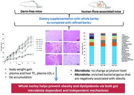 Graphical abstract: Whole barley prevents obesity and dyslipidemia without the involvement of the gut microbiota in germ free C57BL/6J obese mice
