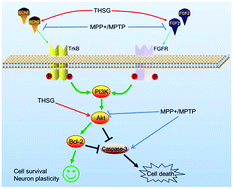 Graphical abstract: 2,3,5,4′-Tetrahydroxystilbene-2-O-β-d-glucoside attenuates MPP+/MPTP-induced neurotoxicity in vitro and in vivo by restoring the BDNF-TrkB and FGF2-Akt signaling axis and inhibition of apoptosis
