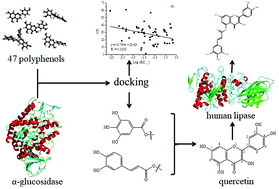 Graphical abstract: α-Glucosidase inhibitors: consistency of in silico docking data with in vitro inhibitory data and inhibitory effect prediction of quercetin derivatives