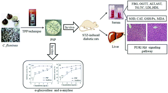 Graphical abstract: Antidiabetic activity of a polysaccharide-protein complex from Asian Clam (Corbicula fluminea) in streptozotoxin-induced diabetic rats and its underlying mechanism