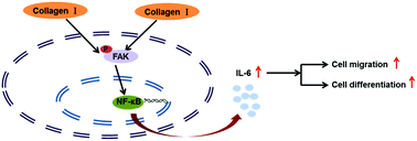 Graphical abstract: Type I collagen promotes the migration and myogenic differentiation of C2C12 myoblasts via the release of interleukin-6 mediated by FAK/NF-κB p65 activation