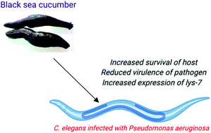 Graphical abstract: Black sea cucumber (Holothuria atra Jaeger, 1833) rescues Pseudomonas aeruginosa-infected Caenorhabditis elegans via reduction of pathogen virulence factors and enhancement of host immunity