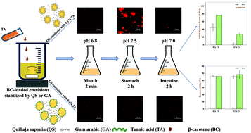 Graphical abstract: Bioaccessibility and stability of β-carotene encapsulated in plant-based emulsions: impact of emulsifier type and tannic acid