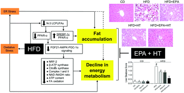 Graphical abstract: High-fat diet induces mouse liver steatosis with a concomitant decline in energy metabolism: attenuation by eicosapentaenoic acid (EPA) or hydroxytyrosol (HT) supplementation and the additive effects upon EPA and HT co-administration