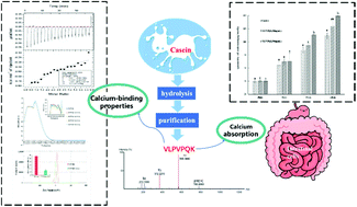 Graphical abstract: The purification, identification and bioactivity study of a novel calcium-binding peptide from casein hydrolysate
