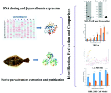 Graphical abstract: Identification and comparison of allergenicity of native and recombinant fish major allergen parvalbumins from Japanese flounder (Paralichthys olivaceus)