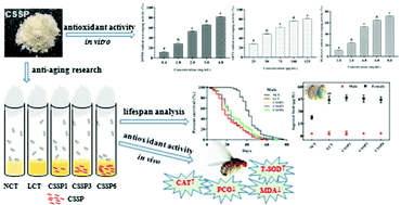 Graphical abstract: Bioactive peptides derived from crimson snapper and in vivo anti-aging effects on fat diet-induced high fat Drosophila melanogaster