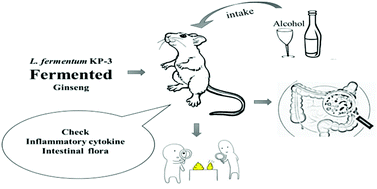 Graphical abstract: Fermented ginseng improved alcohol liver injury in association with changes in the gut microbiota of mice