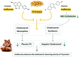 Graphical abstract: Isoflavones enhance the plasma cholesterol-lowering activity of 7S protein in hypercholesterolemic hamsters