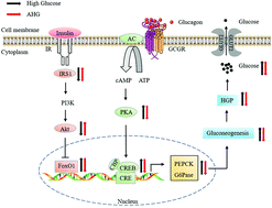 Graphical abstract: Glycosaminoglycan from Apostichopus japonicus inhibits hepatic glucose production via activating Akt/FoxO1 and inhibiting PKA/CREB signaling pathways in insulin resistant hepatocytes