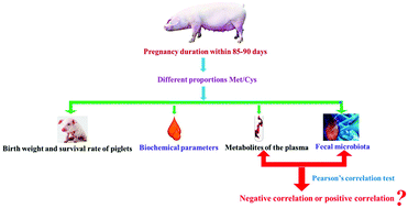 Graphical abstract: Impact of sulfur-containing amino acids on the plasma metabolomics and intestinal microflora of the sow in late pregnancy