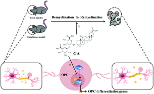 Graphical abstract: Glycyrrhizic acid promotes neural repair by directly driving functional remyelination