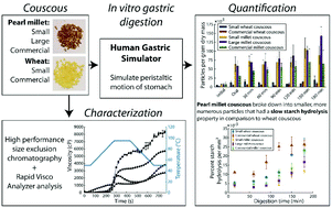 Graphical abstract: Pearl millet (Pennisetum glaucum) couscous breaks down faster than wheat couscous in the Human Gastric Simulator, though has slower starch hydrolysis