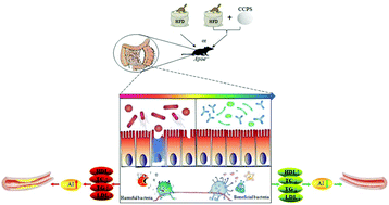 Graphical abstract: Protective activities of polysaccharides from Cipangopaludina chinensis against high-fat-diet-induced atherosclerosis via regulating gut microbiota in ApoE-deficient mice
