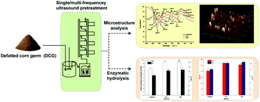 Graphical abstract: Effect of a multi-frequency counter-current S-type ultrasound pretreatment on the defatted corn germ protein: enzymatic hydrolysis, ACE inhibitory activity and structural characterization