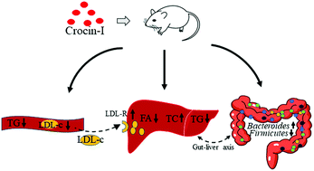 Graphical abstract: Crocin-I ameliorates the disruption of lipid metabolism and dysbiosis of the gut microbiota induced by chronic corticosterone in mice