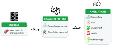 Graphical abstract: A comprehensive review of bioactive peptides obtained from animal byproducts and their applications