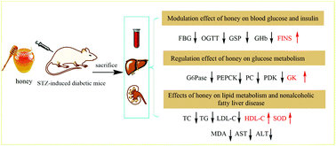 Graphical abstract: Combination of honey with metformin enhances glucose metabolism and ameliorates hepatic and nephritic dysfunction in STZ-induced diabetic mice