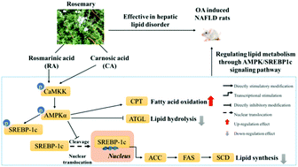 Graphical abstract: Regulation effects of rosemary (Rosmarinus officinalis Linn.) on hepatic lipid metabolism in OA induced NAFLD rats