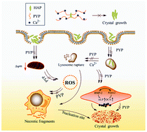 Graphical abstract: Seaweed Porphyra yezoensis polysaccharides with different molecular weights inhibit hydroxyapatite damage and osteoblast differentiation of A7R5 cells