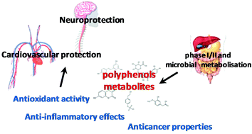 Graphical abstract: In vivo formed metabolites of polyphenols and their biological efficacy