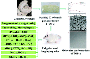 Graphical abstract: Trametes orientalis polysaccharide alleviates PM2.5-induced lung injury in mice through its antioxidant and anti-inflammatory activities