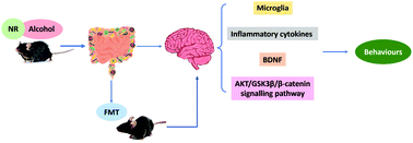 Graphical abstract: Nicotinamide riboside alleviates alcohol-induced depression-like behaviours in C57BL/6J mice by altering the intestinal microbiota associated with microglial activation and BDNF expression