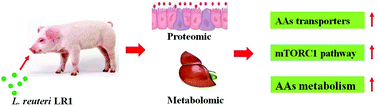 Graphical abstract: Integrated metabolomic and proteomics profiling reveals the promotion of Lactobacillus reuteri LR1 on amino acid metabolism in the gut–liver axis of weaned pigs