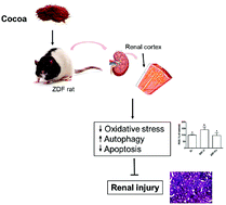 Graphical abstract: Cocoa ameliorates renal injury in Zucker diabetic fatty rats by preventing oxidative stress, apoptosis and inactivation of autophagy