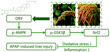 Graphical abstract: γ-Oryzanol alleviates acetaminophen-induced liver injury: roles of modulating AMPK/GSK3β/Nrf2 and NF-κB signaling pathways