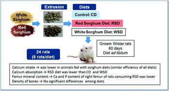 Graphical abstract: Effects of extruded whole-grain sorghum (Sorghum bicolor (L.) Moench) based diets on calcium absorption and bone health of growing Wistar rats