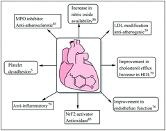 Graphical abstract: Sesamol: a powerful functional food ingredient from sesame oil for cardioprotection