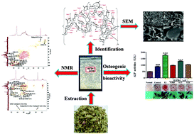 Graphical abstract: Structural characterization and osteogenic bioactivities of a novel Humulus lupulus polysaccharide
