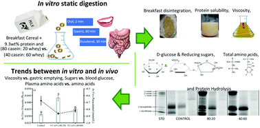Graphical abstract: Correlating in vitro digestion viscosities and bioaccessible nutrients of milks containing enhanced protein concentration and normal or modified protein ratio to human trials