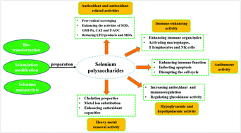 Graphical abstract: Research progress on the biological activities of selenium polysaccharides