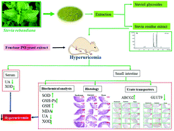 Graphical abstract: Stevia residue extract increases intestinal uric acid excretion via interactions with intestinal urate transporters in hyperuricemic mice
