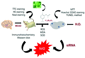 Graphical abstract: Carvacryl acetate, a semisynthetic monoterpenic ester obtained from essential oils, provides neuroprotection against cerebral ischemia reperfusion-induced oxidative stress injury via the Nrf2 signalling pathway