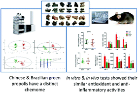 Graphical abstract: A comparative study between Chinese propolis and Brazilian green propolis: metabolite profile and bioactivity