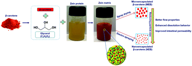 Graphical abstract: Micro- and nano-encapsulation of β-carotene in zein protein: size-dependent release and absorption behavior
