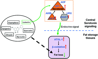 Graphical abstract: Luteolin reduces fat storage in Caenorhabditis elegans by promoting the central serotonin pathway