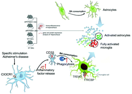 Graphical abstract: Bilberry anthocyanins improve neuroinflammation and cognitive dysfunction in APP/PSEN1 mice via the CD33/TREM2/TYROBP signaling pathway in microglia