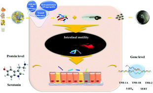 Graphical abstract: Study of gastrointestinal tract viability and motility via modulation of serotonin in a zebrafish model by probiotics