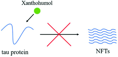 Graphical abstract: Xanthohumol inhibits tau protein aggregation and protects cells against tau aggregates
