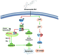 Graphical abstract: Ginsenoside Rk1 induces apoptosis and downregulates the expression of PD-L1 by targeting the NF-κB pathway in lung adenocarcinoma