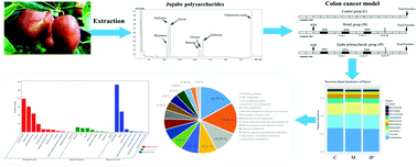 Graphical abstract: Metagenomic analysis of gut microbiota modulatory effects of jujube (Ziziphus jujuba Mill.) polysaccharides in a colorectal cancer mouse model